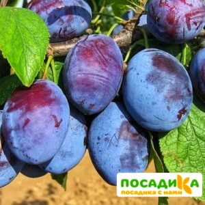 Слива Чачакская ранняя купить по цене от 229.00р. в интернет-магазине «Посадика» с доставкой почтой в в Петропавловск-Камчатскийе и по всей России – [изображение №1].