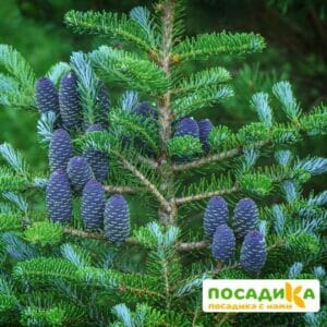 Пихта корейская (Abies koreana) купить по цене от 450.00р. в интернет-магазине «Посадика» с доставкой почтой в в Петропавловск-Камчатскийе и по всей России – [изображение №1].