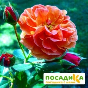 Роза Арабия купить по цене от 350.00р. в интернет-магазине «Посадика» с доставкой почтой в в Петропавловск-Камчатскийе и по всей России – [изображение №1].