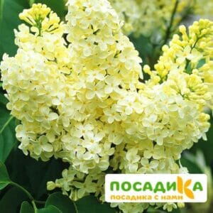 Сирень Примроуз (Primrose) купить по цене от 529.00р. в интернет-магазине «Посадика» с доставкой почтой в в Петропавловск-Камчатскийе и по всей России – [изображение №1].