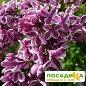 Сирень Сенсация купить по цене от 529.00р. в интернет-магазине «Посадика» с доставкой почтой в в Петропавловск-Камчатскийе и по всей России – [изображение №1].