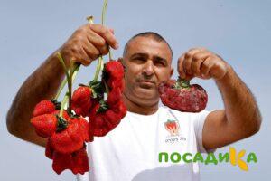 Клубника Гигант Джорнея купить по цене от 266р. в интернет-магазине «Посадика» с доставкой почтой в в Петропавловск-Камчатскийе и по всей России – [изображение №1].