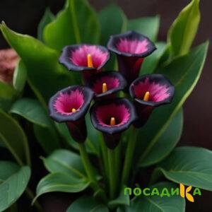 Калла Аура Лейс купить по цене от 400р. в интернет-магазине «Посадика» с доставкой почтой в в Петропавловск-Камчатскийе и по всей России – [изображение №1].