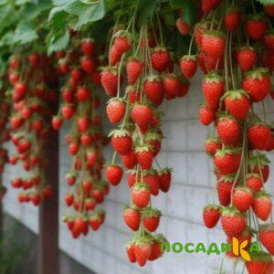 Клубника вьющаяся Комплимент купить по цене от 470р. в интернет-магазине «Посадика» с доставкой почтой в в Петропавловск-Камчатскийе и по всей России – [изображение №1].