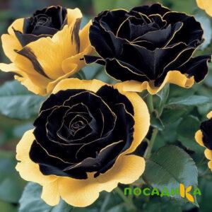 Роза Ханни Сикл купить по цене от 700р. в интернет-магазине «Посадика» с доставкой почтой в в Петропавловск-Камчатскийе и по всей России – [изображение №1].
