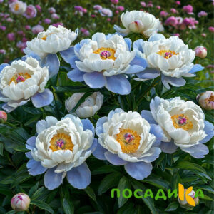 Пион акварельный Этюд купить по цене от 806р. в интернет-магазине «Посадика» с доставкой почтой в в Петропавловск-Камчатскийе и по всей России – [изображение №1].