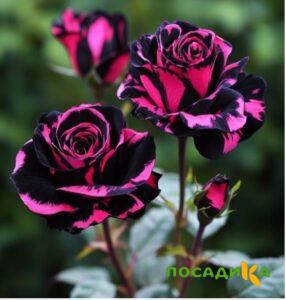 Роза Багровый Шепот купить по цене от 366р. в интернет-магазине «Посадика» с доставкой почтой в в Петропавловск-Камчатскийе и по всей России – [изображение №1].