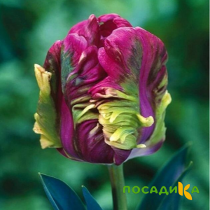Тюльпан Экзотик Хэвен купить по цене от 186р. в интернет-магазине «Посадика» с доставкой почтой в в Петропавловск-Камчатскийе и по всей России – [изображение №1].