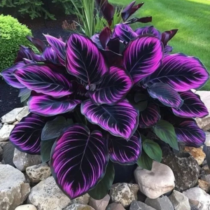 Хоста Люминоза купить по цене от 450р. в интернет-магазине «Посадика» с доставкой почтой в в Петропавловск-Камчатскийе и по всей России – [изображение №1].