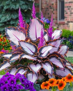 Хоста Кримэн Дрим купить по цене от 549р. в интернет-магазине «Посадика» с доставкой почтой в в Петропавловск-Камчатскийе и по всей России – [изображение №1].