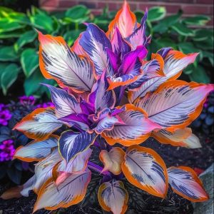 Хоста Эмеральд Тиара купить по цене от 602р. в интернет-магазине «Посадика» с доставкой почтой в в Петропавловск-Камчатскийе и по всей России – [изображение №1].