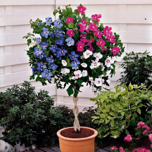 Гибискус-Дерево Триколор купить по цене от 289р. в интернет-магазине «Посадика» с доставкой почтой в в Петропавловск-Камчатскийе и по всей России – [изображение №1].