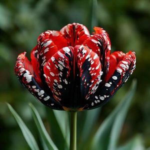 Тюльпан Вельвет Файер купить по цене от 394р. в интернет-магазине «Посадика» с доставкой почтой в в Петропавловск-Камчатскийе и по всей России – [изображение №1].