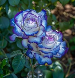 Роза Пэтолз Хоуп купить по цене от 333р. в интернет-магазине «Посадика» с доставкой почтой в в Петропавловск-Камчатскийе и по всей России – [изображение №1].