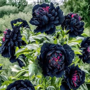 Пион древовидный Сердце Афродиты купить по цене от 600р. в интернет-магазине «Посадика» с доставкой почтой в в Петропавловск-Камчатскийе и по всей России – [изображение №1].