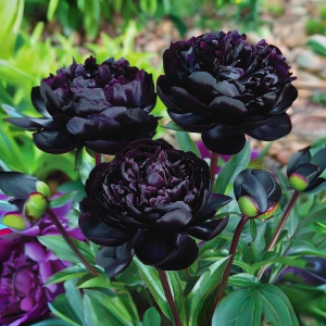 Пион Королевский Бархат купить по цене от 419р. в интернет-магазине «Посадика» с доставкой почтой в в Петропавловск-Камчатскийе и по всей России – [изображение №1].