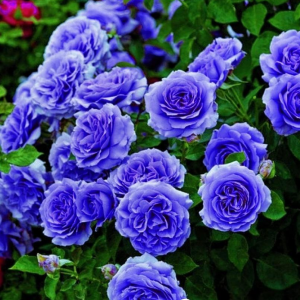 Роза Блю Мун купить по цене от 450р. в интернет-магазине «Посадика» с доставкой почтой в в Петропавловск-Камчатскийе и по всей России – [изображение №1].