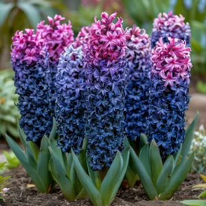 Гиацинт Блю Спринг купить по цене от 2099р. в интернет-магазине «Посадика» с доставкой почтой в в Петропавловск-Камчатскийе и по всей России – [изображение №1].