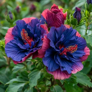 Гибискус Роуз Шайн купить по цене от 360р. в интернет-магазине «Посадика» с доставкой почтой в в Петропавловск-Камчатскийе и по всей России – [изображение №1].