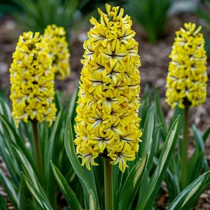 Гиацинт Сансет Голд купить по цене от 2099р. в интернет-магазине «Посадика» с доставкой почтой в в Петропавловск-Камчатскийе и по всей России – [изображение №1].