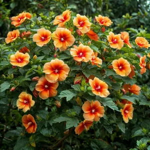 Гибискус Кристал Рэй купить по цене от 458р. в интернет-магазине «Посадика» с доставкой почтой в в Петропавловск-Камчатскийе и по всей России – [изображение №1].