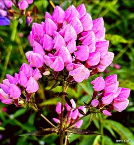 Флокс Бутоник купить по цене от 461р. в интернет-магазине «Посадика» с доставкой почтой в в Петропавловск-Камчатскийе и по всей России – [изображение №1].