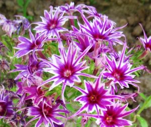 Флокс Звездное Кружево купить по цене от 361р. в интернет-магазине «Посадика» с доставкой почтой в в Петропавловск-Камчатскийе и по всей России – [изображение №1].