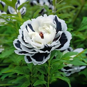 Пион Монохромный Шик купить по цене от 429р. в интернет-магазине «Посадика» с доставкой почтой в в Петропавловск-Камчатскийе и по всей России – [изображение №1].