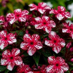 Флокс Ливер Гриммер купить по цене от 590р. в интернет-магазине «Посадика» с доставкой почтой в в Петропавловск-Камчатскийе и по всей России – [изображение №1].