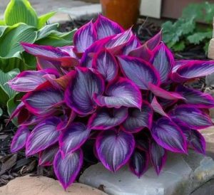 Хоста Сикрет Гарденс купить по цене от 549р. в интернет-магазине «Посадика» с доставкой почтой в в Петропавловск-Камчатскийе и по всей России – [изображение №1].