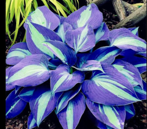 Хоста Аурелия купить по цене от 450р. в интернет-магазине «Посадика» с доставкой почтой в в Петропавловск-Камчатскийе и по всей России – [изображение №1].