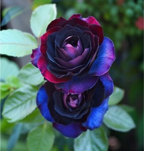 Роза Скарлет Рэвери купить по цене от 489р. в интернет-магазине «Посадика» с доставкой почтой в в Петропавловск-Камчатскийе и по всей России – [изображение №1].