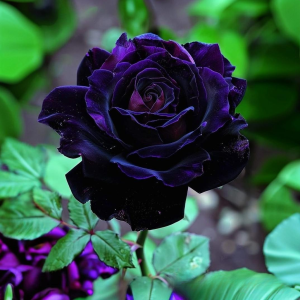 Роза Блэк Пантер купить по цене от 319р. в интернет-магазине «Посадика» с доставкой почтой в в Петропавловск-Камчатскийе и по всей России – [изображение №1].