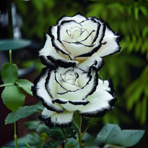 Роза Силк Ивин купить по цене от 319р. в интернет-магазине «Посадика» с доставкой почтой в в Петропавловск-Камчатскийе и по всей России – [изображение №1].