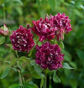 Роза Опаловый Пейзаж купить по цене от 490р. в интернет-магазине «Посадика» с доставкой почтой в в Петропавловск-Камчатскийе и по всей России – [изображение №1].