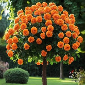 Роза Солнечный Шарм купить по цене от 349р. в интернет-магазине «Посадика» с доставкой почтой в в Петропавловск-Камчатскийе и по всей России – [изображение №1].