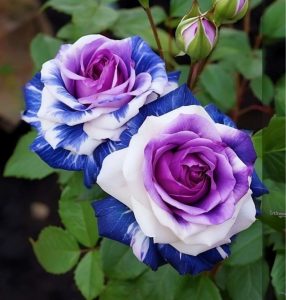 Роза Айвори Каскад купить по цене от 420р. в интернет-магазине «Посадика» с доставкой почтой в в Петропавловск-Камчатскийе и по всей России – [изображение №1].