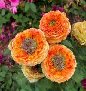 Роза Золотой Мираж купить по цене от 420р. в интернет-магазине «Посадика» с доставкой почтой в в Петропавловск-Камчатскийе и по всей России – [изображение №1].