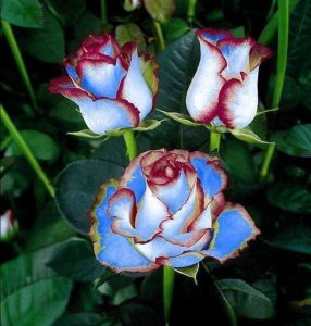 Роза Сафайер Пэтл купить по цене от 450р. в интернет-магазине «Посадика» с доставкой почтой в в Петропавловск-Камчатскийе и по всей России – [изображение №1].